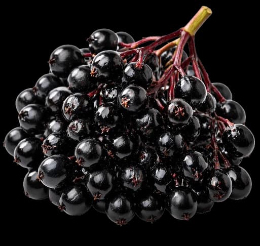 Elderberry