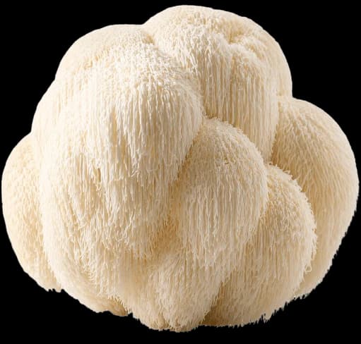 Lion's Mane