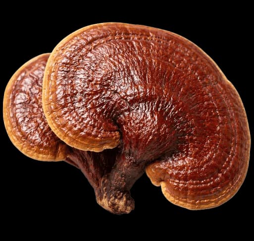 Reishi
